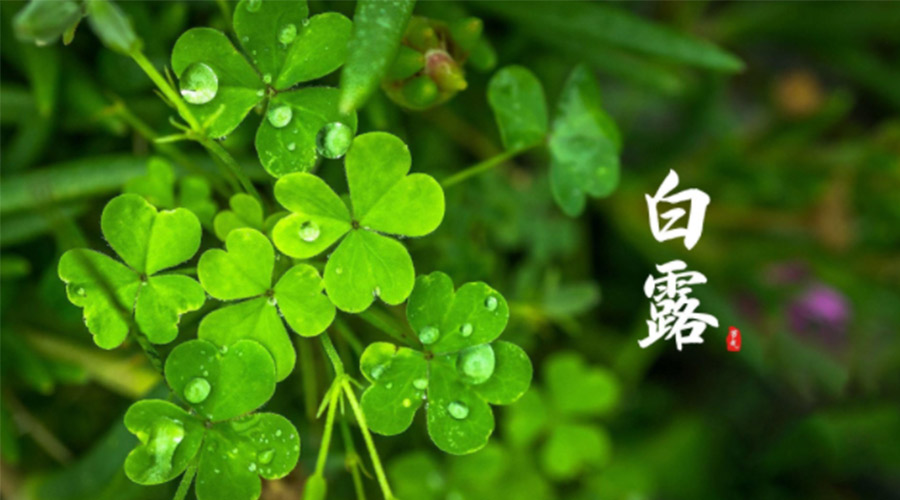 白露時(shí)節(jié)！ 金環(huán)電器提醒大家要注意這些事項(xiàng)